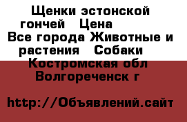 Щенки эстонской гончей › Цена ­ 7 000 - Все города Животные и растения » Собаки   . Костромская обл.,Волгореченск г.